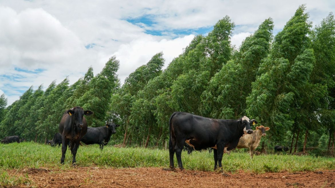 pecuaria-de-mt-regenera-area-equivalente-a-5,8-mil-campos-de-futebol-e-projeta-r$-921,2-milhoes-em-retorno-a-cadeia-produtiva