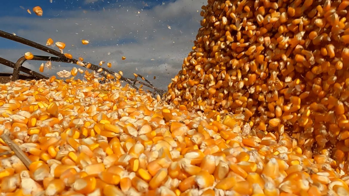 da-mesa-ao-tanque-de-combustivel:-o-milho-que-alimenta-e-move-o-brasil