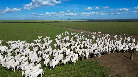 pecuaria-de-mato-grosso-lidera-exportacoes-brasileiras-com-25,6%-da-carne-bovina-vendida-ao-exterior