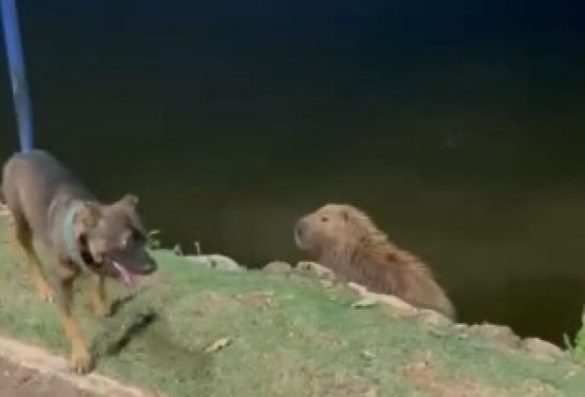 video-mostra-capivara-coloca-cachorro-para-correr-apos-ser-encarada-…